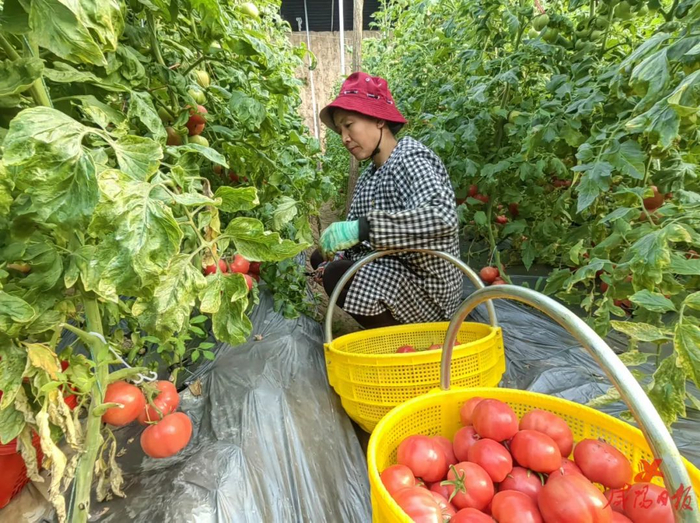 群众在采摘普罗旺斯西红柿。咸阳日报全媒体记者 刘计划 摄