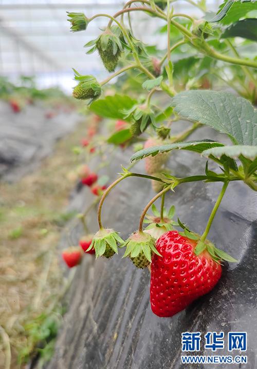 大棚里的草莓已经成熟。新华网 邓娴 摄