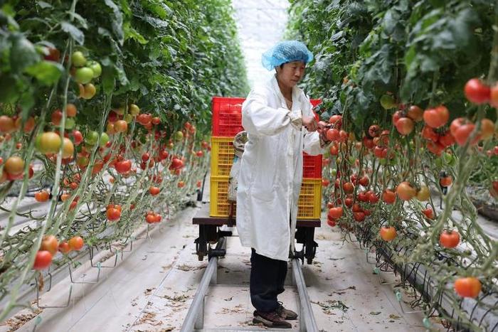▲5月6日，寿光型智能玻璃温室内，120亩西红柿进入盛果期。（摄影/陆金星）