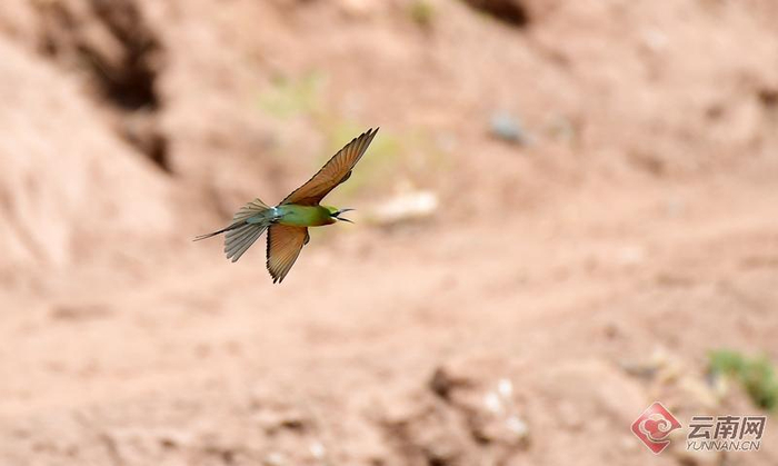 玉溪新平:蜂虎鸟"舞动"戛洒江