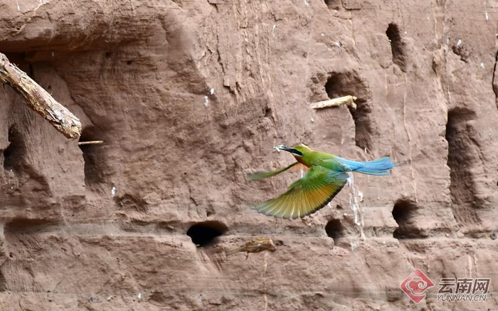 玉溪新平:蜂虎鸟"舞动"戛洒江