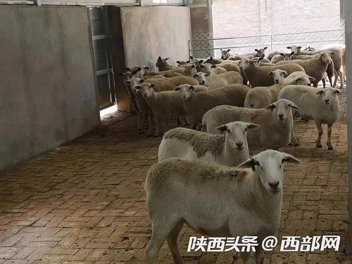 来到“新家”的澳大利亚种羊