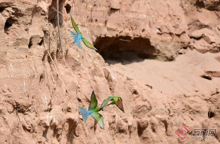 玉溪新平:蜂虎鸟"舞动"戛洒江