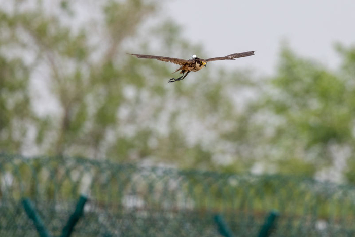 4月27日，首都机场，燕隼正在驱鸟。  新京报记者 陶冉 摄