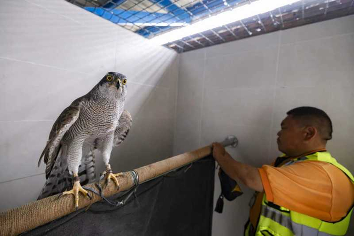 4月19日，刚“下班”的苍鹰正舒服地在房间休息，等待着驯养员为其提供美味食物。  新京报记者 陶冉 摄