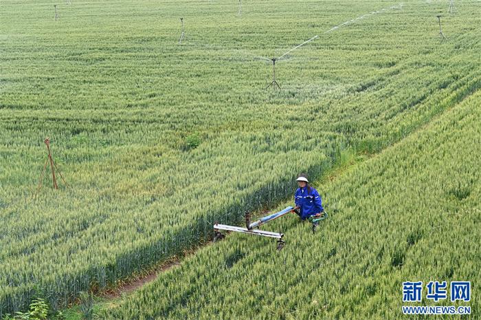 5月5日，河南省沁阳市柏香镇期城村，农民在布置喷灌设施为小麦浇水。（杨帆 摄）