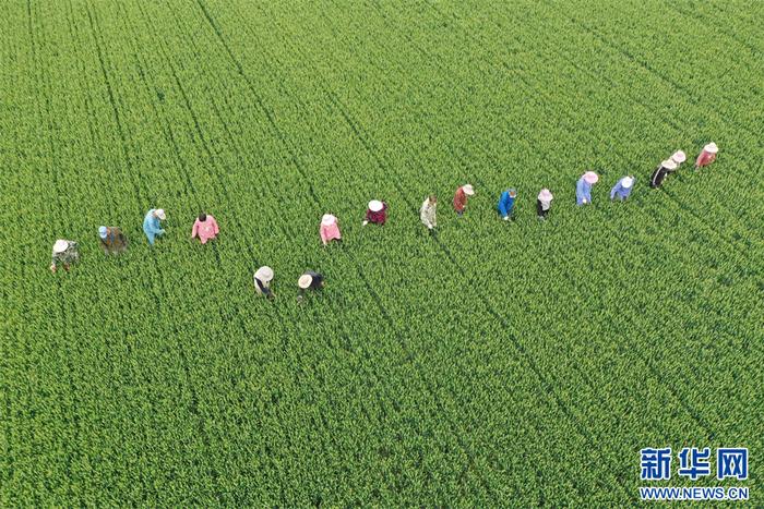 5月5日，河南省沁阳市柏香镇南西村一处小麦种子田，农民在管护麦田（无人机照片）。（杨帆 摄）