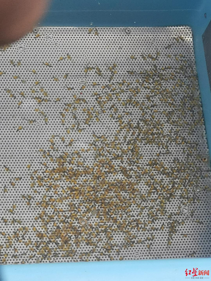 ▲川陕哲罗鲑子二代鱼苗