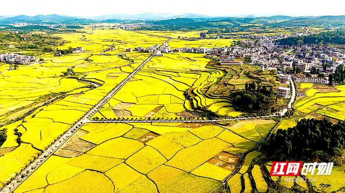 小镇大业︱嘉禾县里种"嘉禾",普满仓满