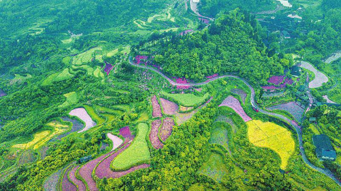 青神县罗波乡官斗山村引入龙头企业后，当地的茶园已打造成景区。