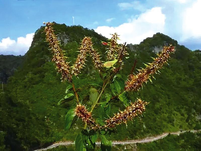    凌云龙须藤花    组图由许为斌 摄