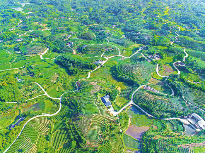 乐山市五通桥区万亩茶园。