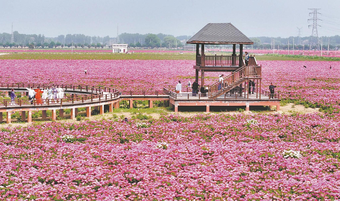 在亳州谯城区十八里镇蒋李村，游人在芍药花海里赏花游玩。本报通讯员 刘勤利 摄
