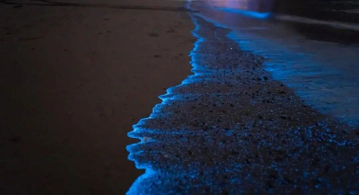 福建平潭海滨“蓝眼泪”景观（来源：央视三农）