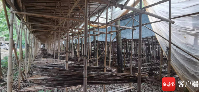 正在消毒的竹架。