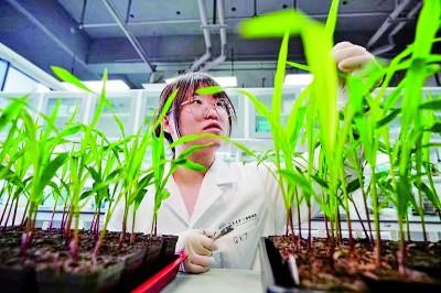 在三亚崖州湾科技城的一间实验室，科研人员正观察玉米幼苗植株的叶片。王程龙摄/光明图片