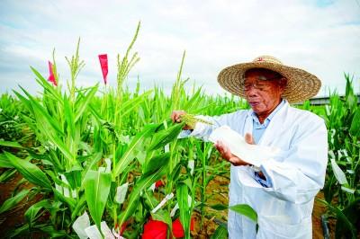 著名玉米育种专家程相文在三亚南繁基地收集玉米材料的花粉。王程龙摄/光明图片