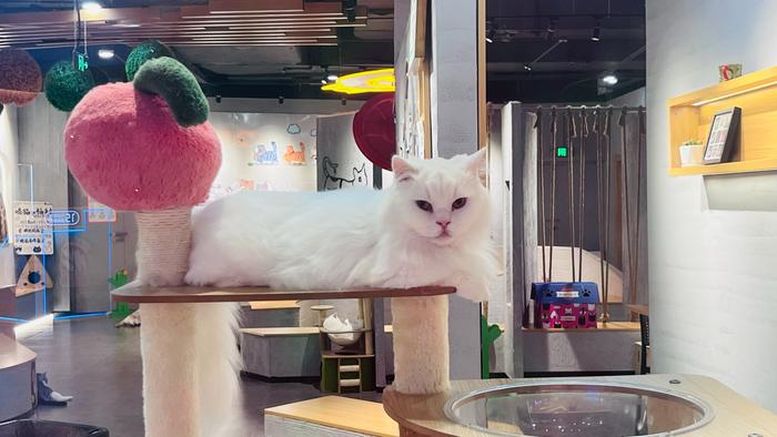 禁止吸猫·矮脚猫咪咖啡店里的猫咪（央广网记者 王春然 摄）