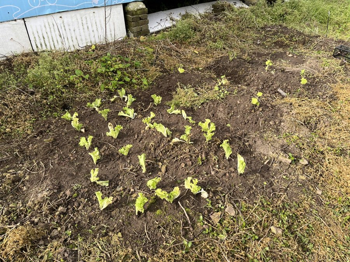 岛上种的蔬菜，刘畅 摄