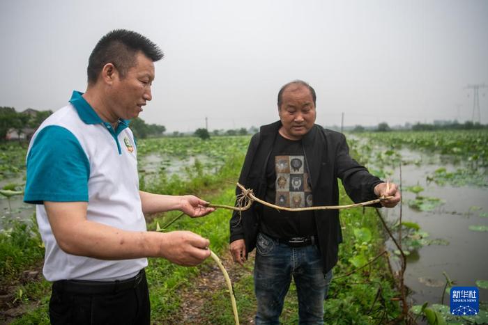 白水林（右）正在查看藕带生长状况。新华社记者伍志尊 摄