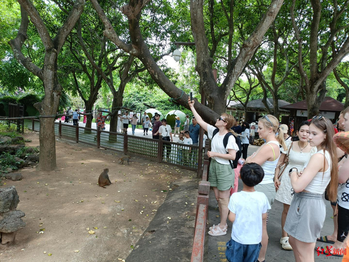 ▲游客在南湾猴岛游玩