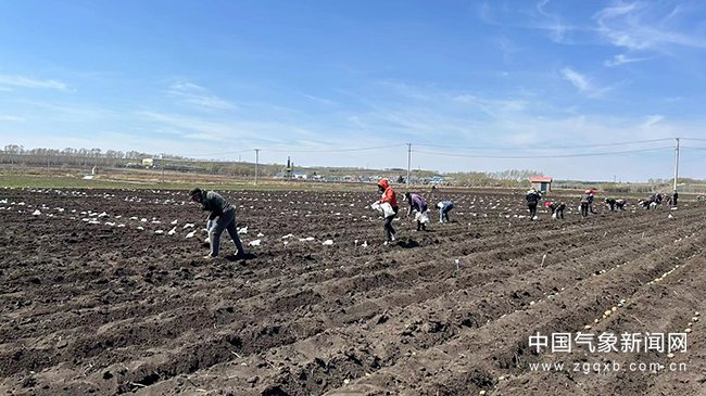 黑龙江省齐齐哈尔市克山县马铃薯种薯试验基地播种现场。丁海玖 摄影