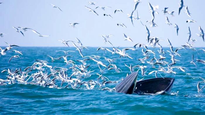 这张旅游名片亮眼！北海有望打造“鲸鱼之乡”