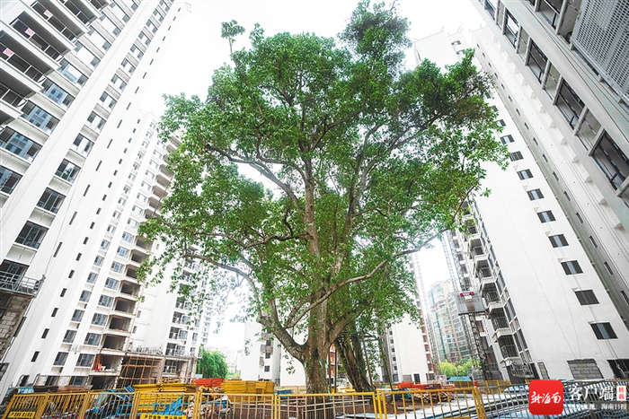 5月8日，在海垦·安悦兰亭安居房项目现场，工人在施工作业。目前项目已进入全面装修阶段。记者 袁琛 摄