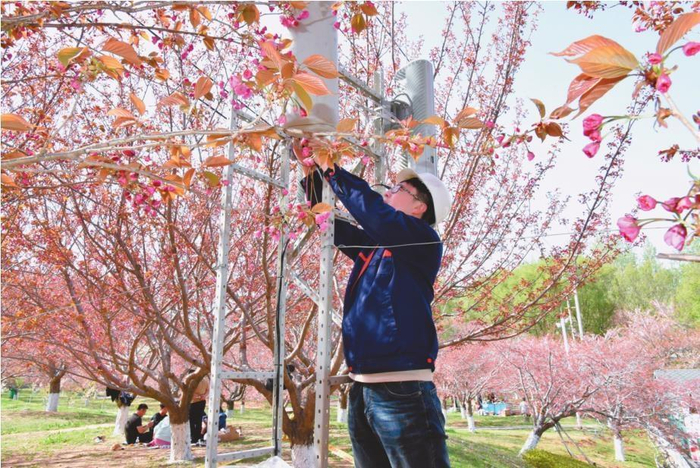         辽宁移动为大连旅顺樱花节现场调测保障。