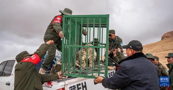5月7日，尼玛县野生动物管护队工作人员抵达羌塘国家级自然保护区核心区后将雪豹搬下车辆。新华社记者 丁增尼达 摄