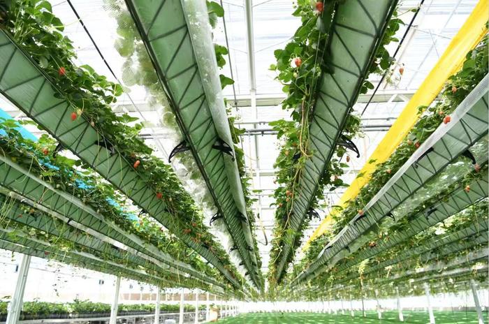 数据显示,2023年,长丰草莓全产业链产值110亿元以上,连续多年位居全国