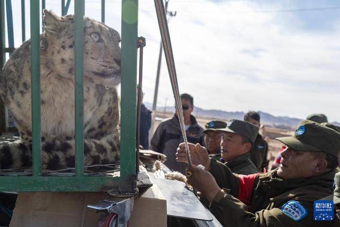 5月7日，尼玛县野生动物管护队员在固定控制雪豹的铁笼。新华社记者 姜帆 摄