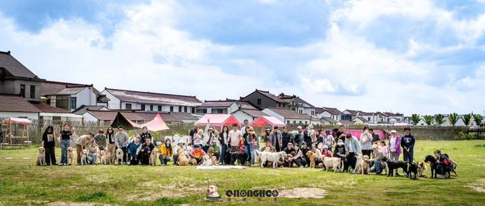 宠物住上海乡村“酒店”一晚300元！乡村发展文旅经济，连狗狗都不放过？