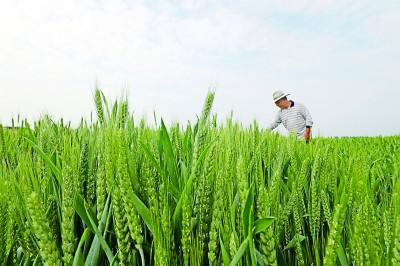 4月29日，山东省临沂市郯城县郯城街道农民在查看小麦长势。新华社发