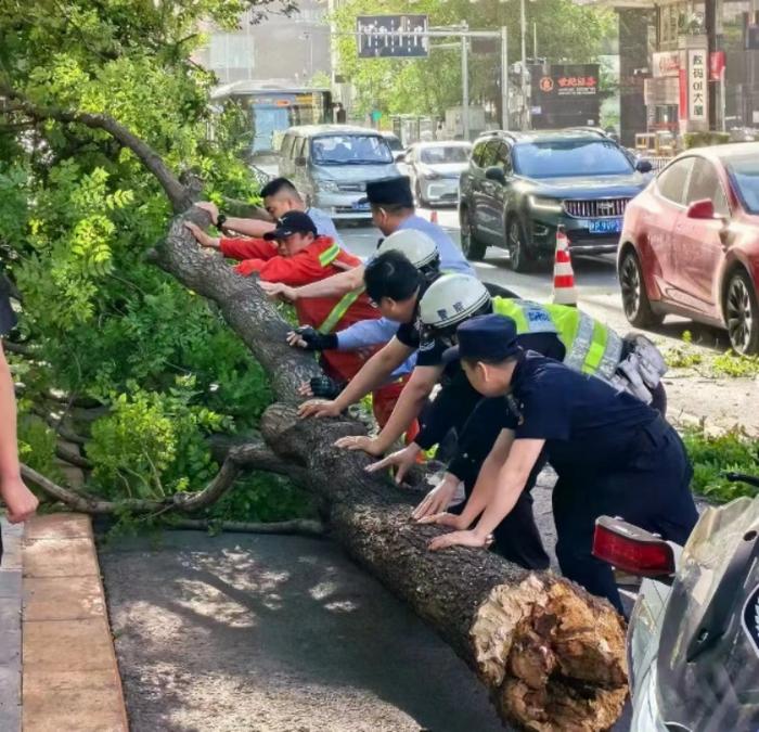 大风作祟，北京交警已处置三十余起路树倒伏