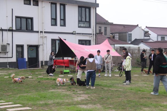 宠物住上海乡村“酒店”一晚300元！乡村发展文旅经济，连狗狗都不放过？