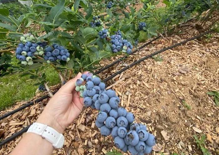 ▲塞尔维亚果农展示蓝莓收成
