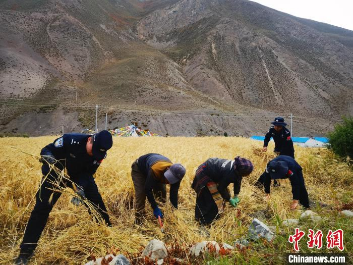  图为贡当边境派出所民警帮助当地农民秋收。日喀则边境管理支队供图