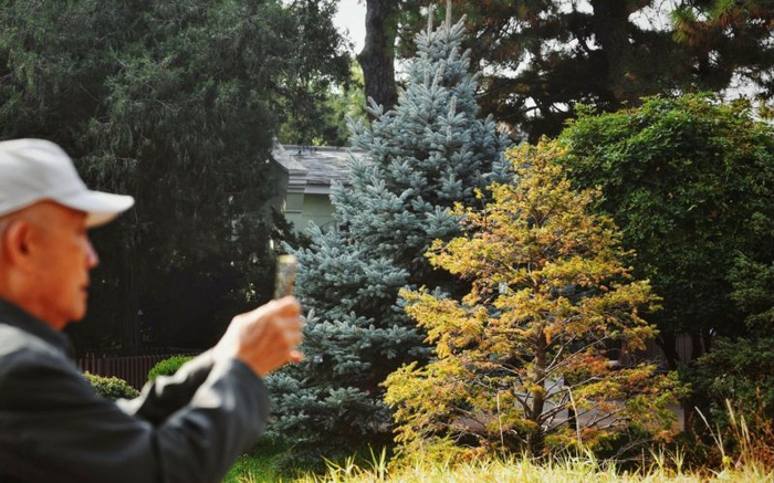 国家植物园的蓝云杉。新京报记者 薛珺 摄