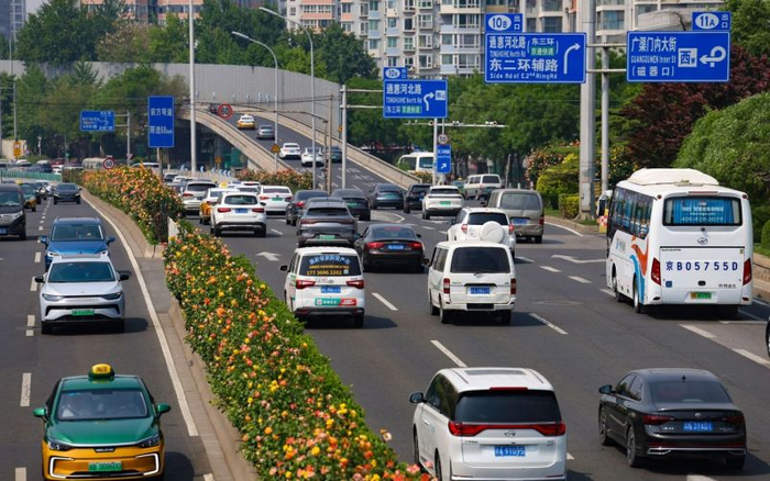 5月9日，北京广渠门桥主路中间的绿化带里月季盛开，仿佛戴上了一条项链。新京报记者 王远征 摄