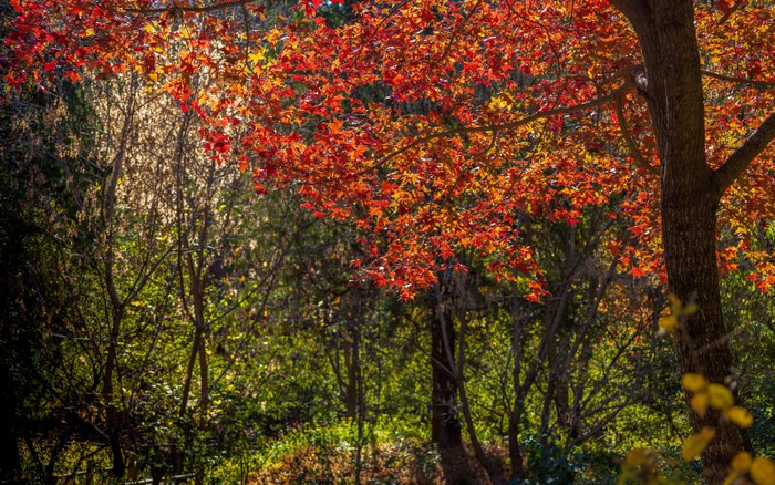 香山公园的“丽红”元宝枫。香山公园供图