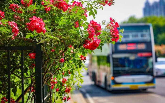 5月9日，北京街头巷尾，蔷薇、月季已花开满墙。新京报记者 王远征 摄