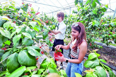 外国游客在浙江省杭州市塘栖镇泰山村共富工坊的樱桃园里采摘樱桃。新华社发