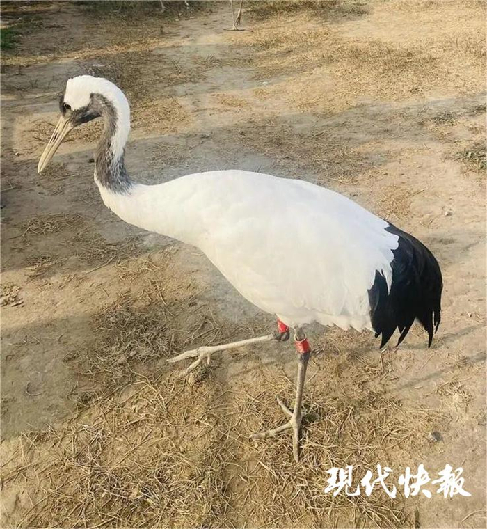 写数字4,画上嘴巴,头冠和眼睛,脖子涂黑,尾巴涂黑,腿加粗,画上爪子