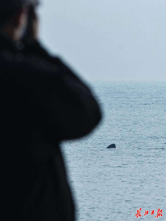 2023年12月27日，两头江豚从大桥水域游过，引得市民驻足观看。长江日报记者金振强 胡冬冬 摄