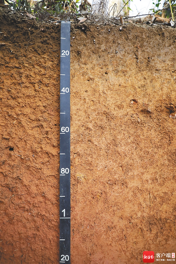 琼中营根镇大朗村赤红壤剖面。图片由受访者提供