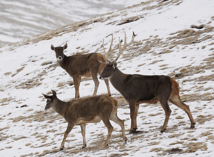 ▲资料图：白唇鹿 图据视觉中国