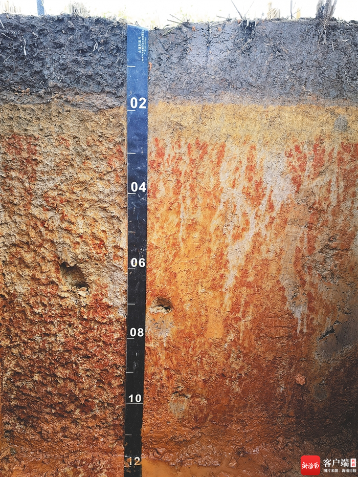定安定城镇下寨村水稻土剖面。图片由受访者提供