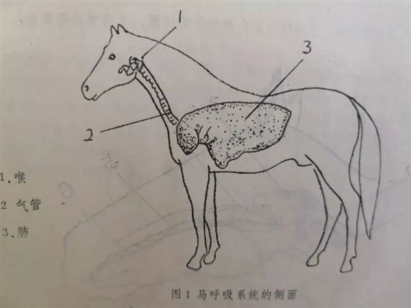 图：马的肺占据了相当大的空间