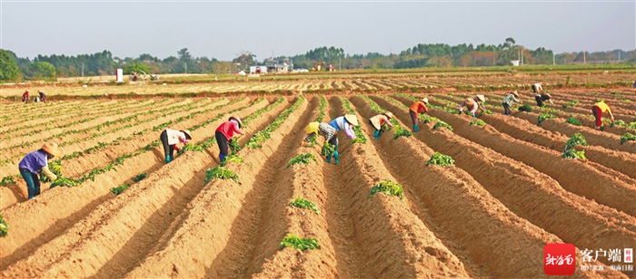 儋州市中和镇、新州镇交界处的江心岛上，村民在种地瓜。海南日报记者 陈元才 摄